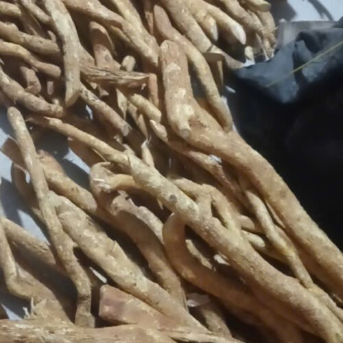 Rễ xáo tam phân rừng